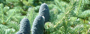 Balsam Pine